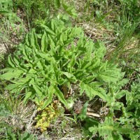 Giant Hogweed